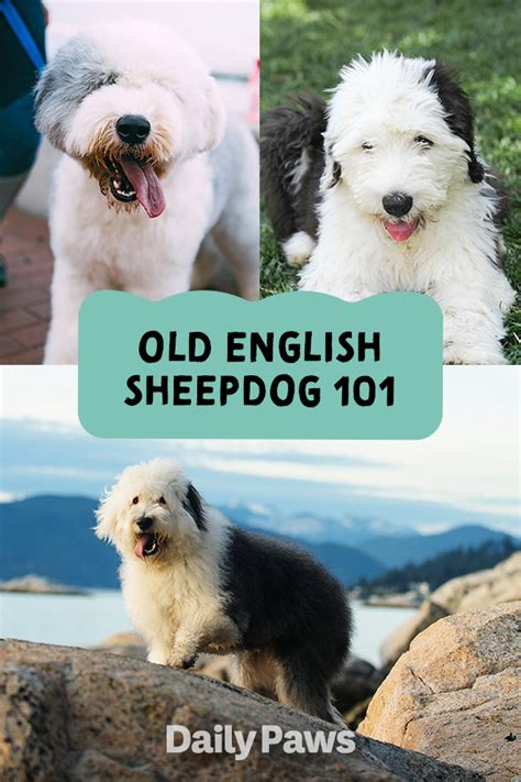 Old English Sheepdogs Artofit