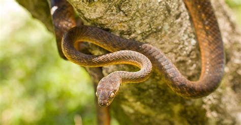 tree snakes brown  barry atchison blog