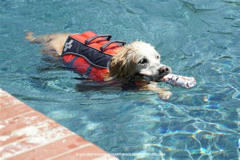 Do's and Tips of Pool Safety With Your Dog