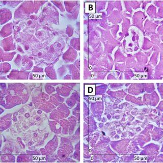 H E Staining Of Pancreatic Tissues Showing The Islets Of Langerhans