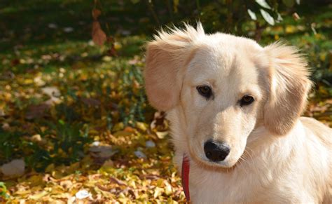 Cómo elegir la raza adecuada para tu perro