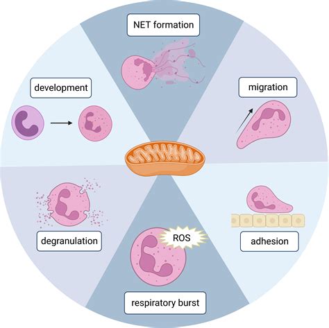 Mitochondria In A Cell Diagram