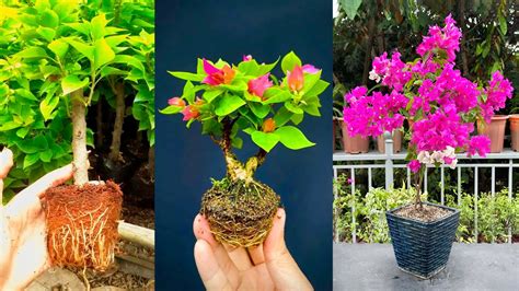 Techniques For Propagating Grafting Bougainvillea Branches Most