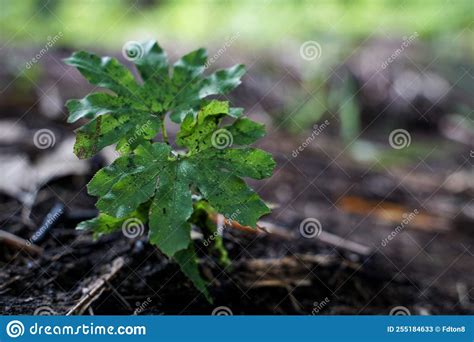 Wild Ferns that Occur in Nature. Stock Image - Image of freshness, fern ...