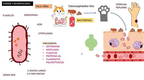 Bartonella Henselae, Enfermedad por arañazo de gato - YouTube