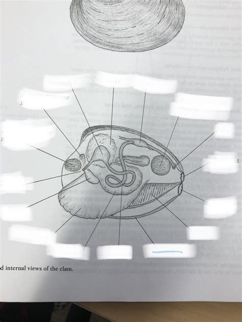 clam anatomy Diagram | Quizlet