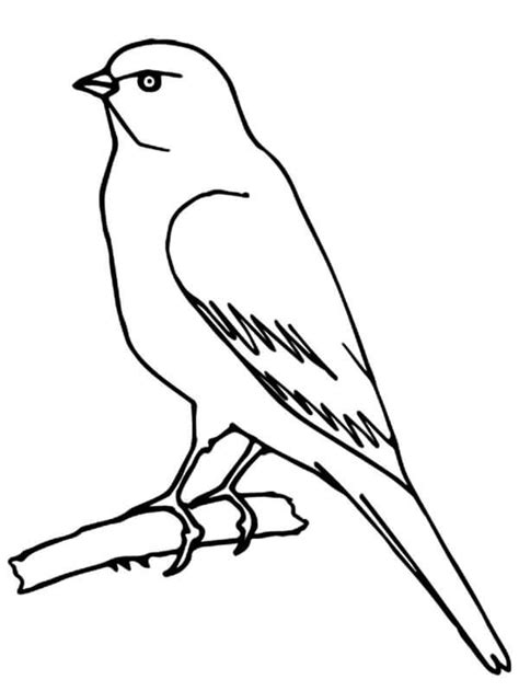 Dibujos de Pájaro Canario para colorear e imprimir ColoringOnly