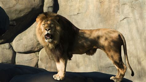 Video: Lion mauls man who jumped into enclosure - ABC7 Los Angeles