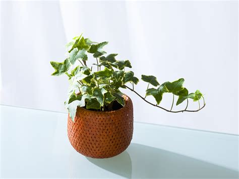 The 5 Best Indoor Plants for Clean Air to Add to Your Home | TheThirty