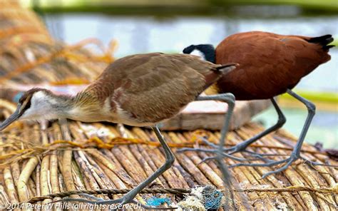 Jacana African Actophilornis Africanus Adult And Juvenile Ethiopia