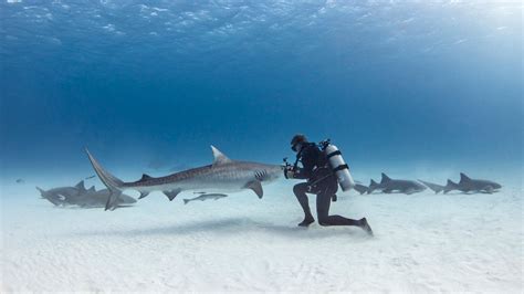 Our Top Nurse Shark Facts | Original Diving Blog