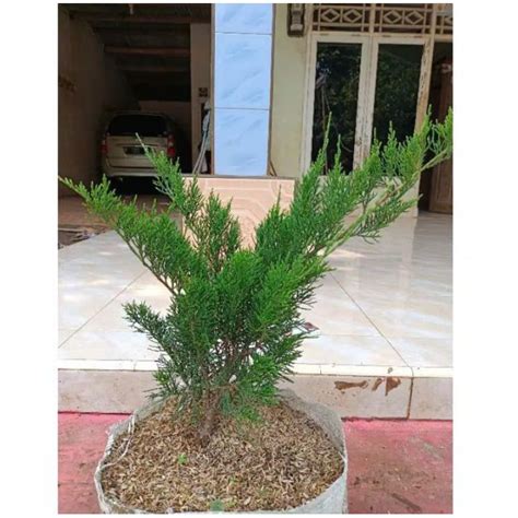 Jual Bahan Bonsai Cemara Sinensis Tanaman Hias Pohon Bonsai Cemara