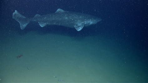 Greenland Sharks See Incredibly Rare Footage Of These Fierce Arctic