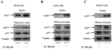 Activation Of P53 Pathway In Ht29 Lovo And Hepg2 Cells By Pl Ht29