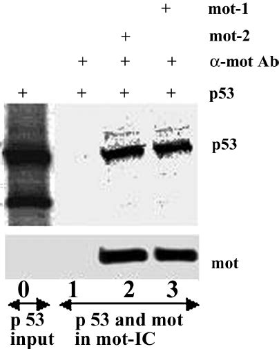 In Vitro Binding Of Mot 1 And Mot 2 To P53 In Vitro Translated