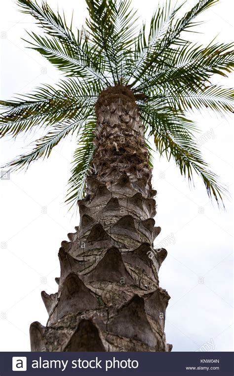 Spikes On Tree Trunk Hi Res Stock Photography And Images Alamy