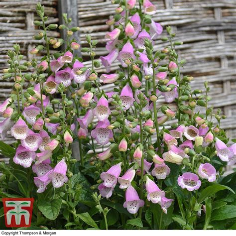 Foxglove Knee High Mixed Plug Plants Thompson And Morgan