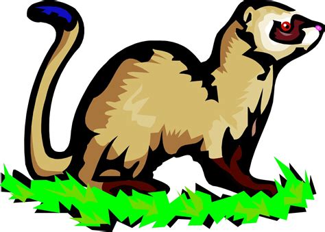 Collection Of Ferret Clipart Free Download Best Ferret Clipart On