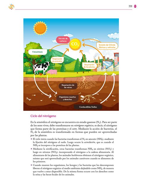 Saberes y pensamiento científico Primer grado Página 209 de 337