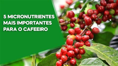 Micronutrientes Mais Importantes Para O Cafeeiro Youtube