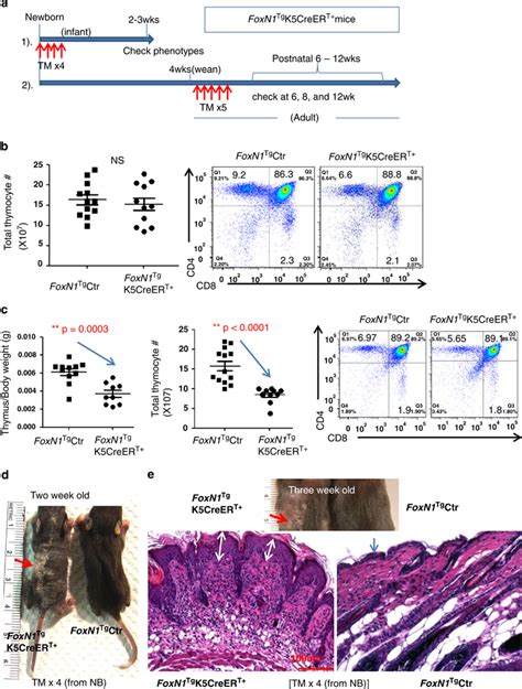 Foxn1 Overexpression Mediated By K5creert Produced Different Outcomes