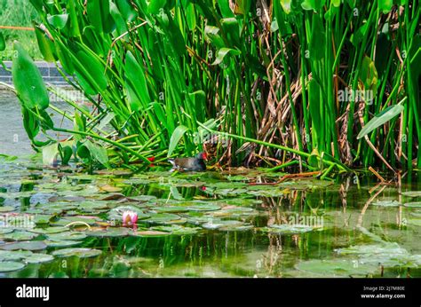 Schwarzer Ente roter Schnabel schwimmt im Teich in der Nähe einer