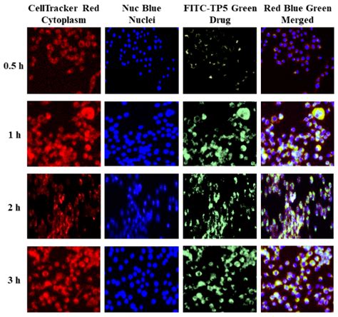 Pharmaceutics Free Full Text Cellular Uptake And Transport