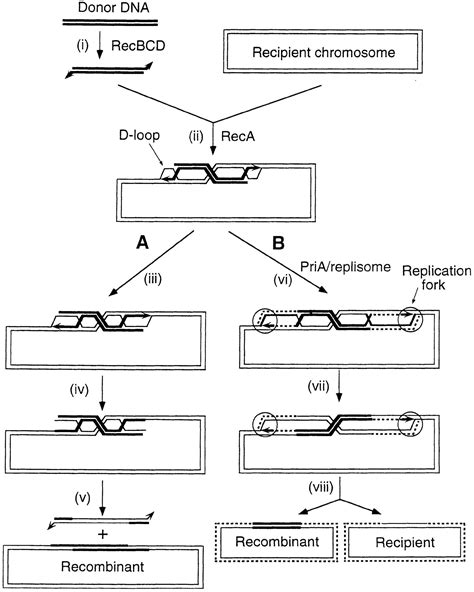 Recombination By Replication Cell