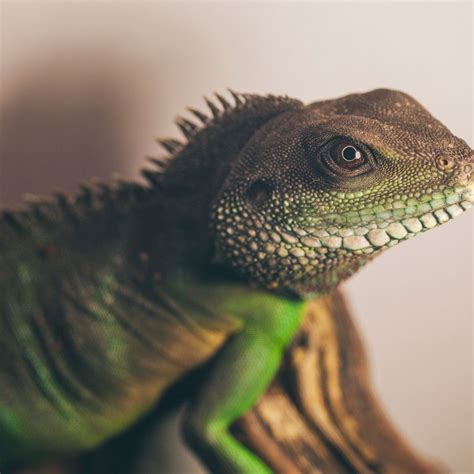 Water Dragon Pet