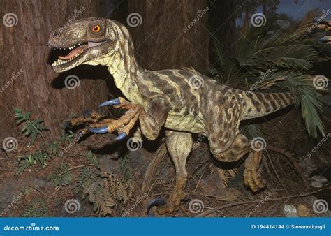 Deinonychus Antirrhopus A Bipedal Dromaeosaurid Carnivorous Dinosaur