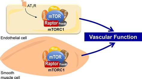 MTORC1 Mechanistic Target Of Rapamycin Complex 1 Signaling In