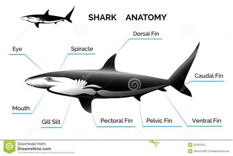 Shark Anatomy | Shark, Anatomy, Illustration