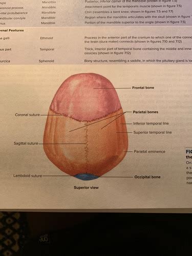 Anatomy Exam 3 Flashcards Quizlet