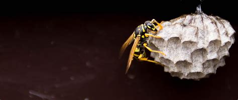 Can a wasp nest damage your house? | CIA Landlords