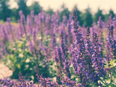 Fresh Purple Flowers Of Sage Or Salvia Divinorum Salvia Officinalis Or