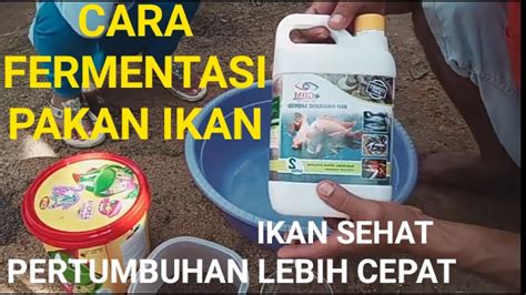 Cara Fermentasi Pakan Ikan Youtube