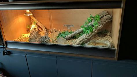 Bearded dragon and vivarium setup | in Kidlington, Oxfordshire | Gumtree