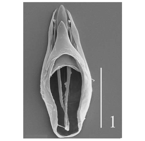 Dorsal View Of T Yabui N Sp Male Genital Capsule Scale Bar50 Mm Download Scientific Diagram