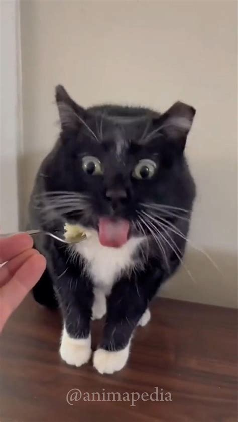 cat   food standarts funny cat video funny animal