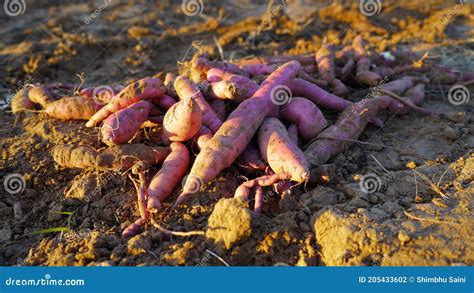 Raiz Da Batata Doce - Raízes Tuberosas, Carnudas, Comestíveis, De Batata Doce Ou Ipomoea ...