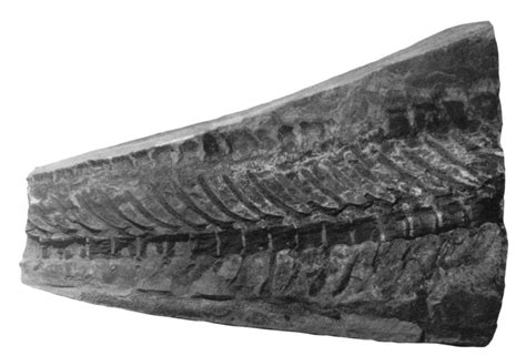 Tyler Greenfield On Twitter Midline Feature Scales From The Tail Of