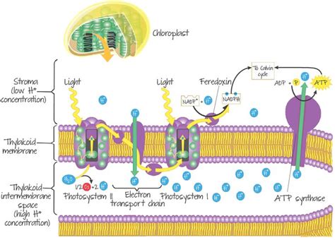 Electron Transport Chain And Photophosphorylation Biochemistry Plant Science Biology Notes