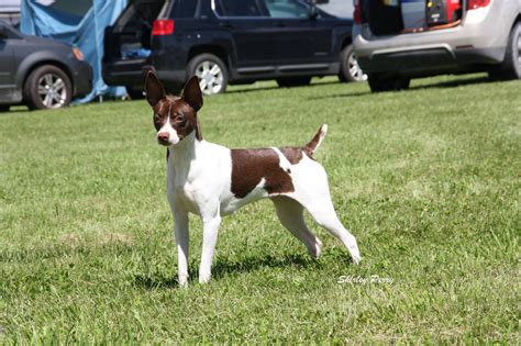 Photo Gallery Rat Terrier Club Of Canada