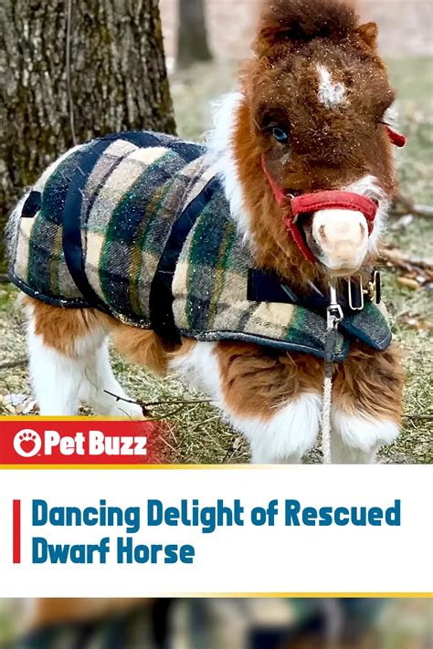 Dancing Delight of Rescued Dwarf Horse - Pet Buzz