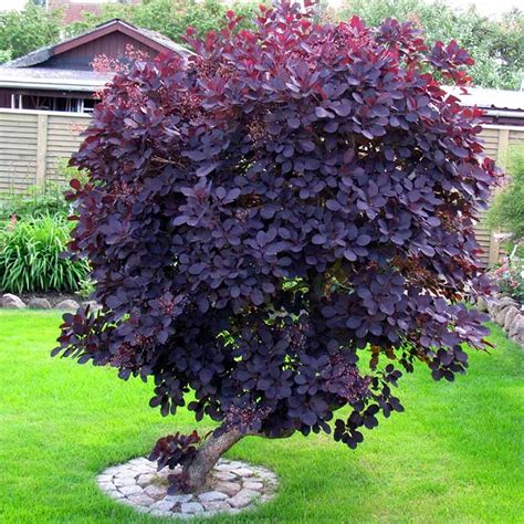 1 Cotinus Coggygria Royal Purple Smoke Bush Deciduous Shrub Hardy