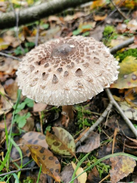 Macrolepiota Procera Edible Mushroom Stock Photo Image Of Fresh