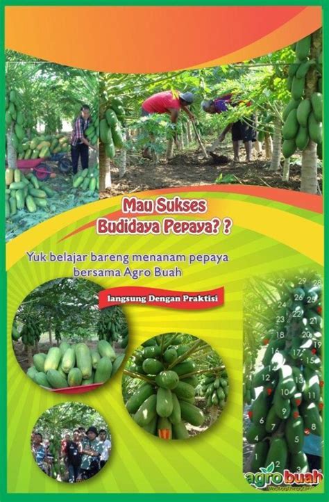 Pelatihan Berkebun Pepaya Jual Buah Sayur Lauk Bumbu Sembako