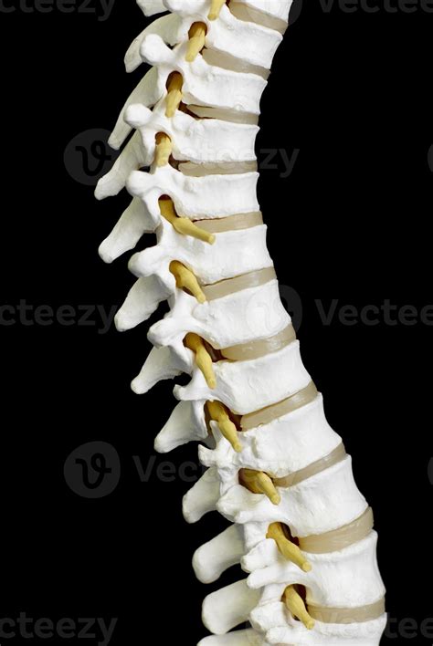 A close-up of human spine bones isolated on black 949244 Stock Photo at ...