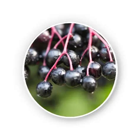 Elderberry fruit – Sambucus nigra | Euromed