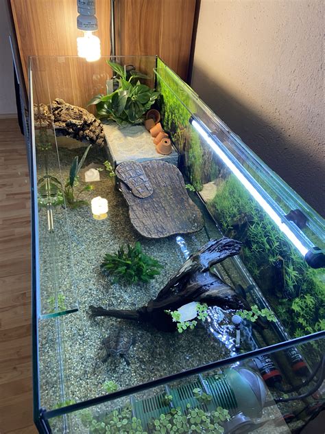 Creative Turtles Pond Ideas To Keep Your Shelled Friends Happy Indoor